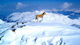 Httenhund auf dem Rastkogel